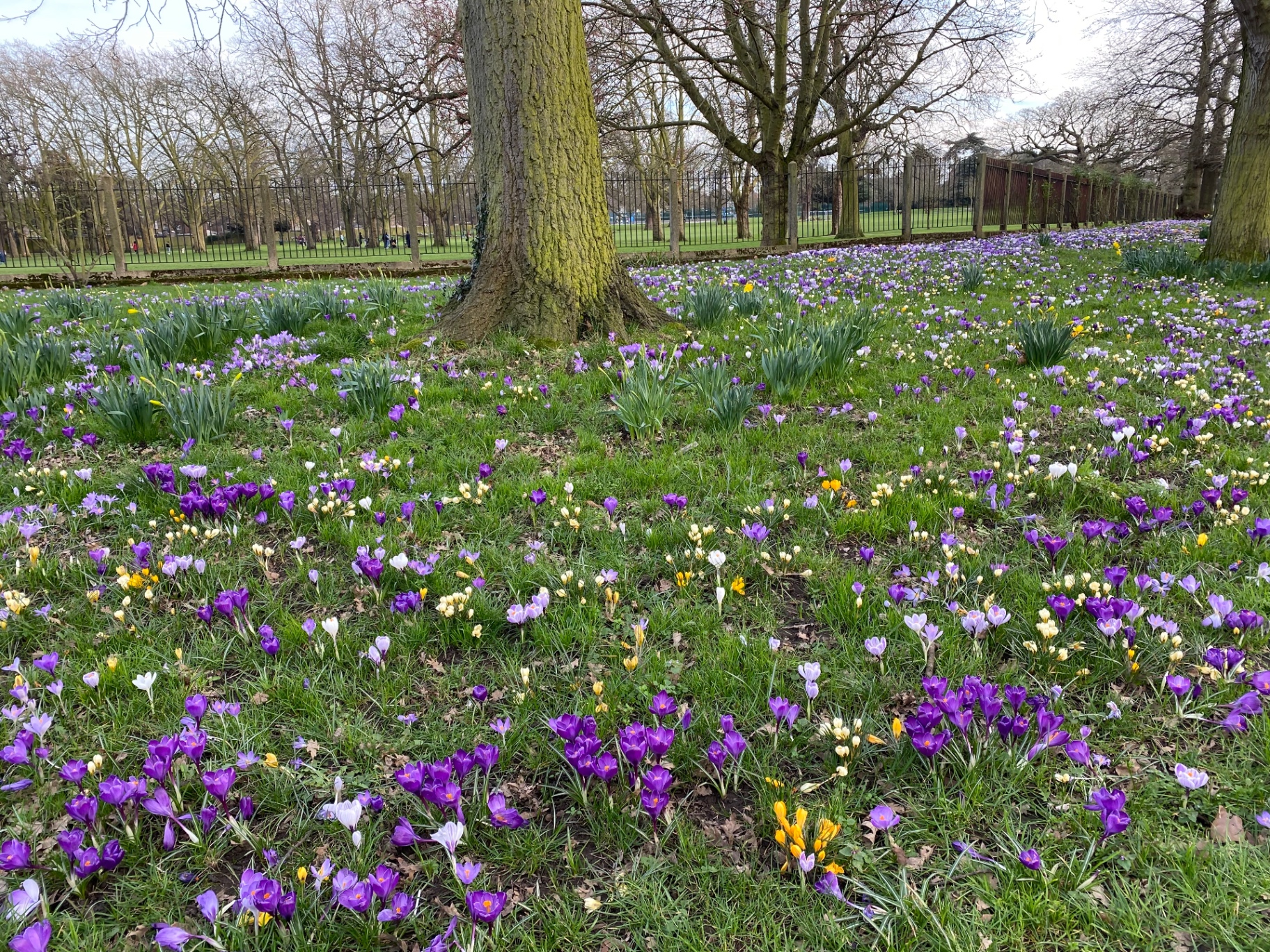 Spring flowers beneath trees in a Tottenham park